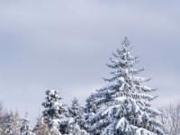 Dick verschneite Fichten